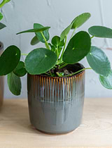 Hillesley Pot 13.5cm Grey