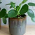 Hillesley Pot 13.5cm Grey