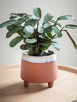 Halston Pot, 16cm - Ceramic