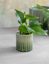 Nettleton Pot 10.2cm Green
