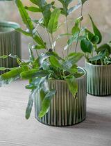 Nettleton Pot 15.5cm Green