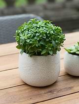 Ravello Pot 15.5cm White