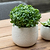 Ravello Pot 15.5cm White