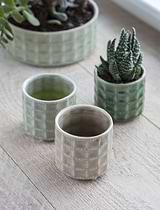 Sorrento Pot 7cm Foliage Green