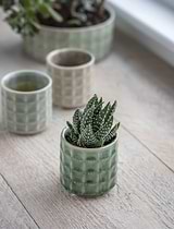 Sorrento Pot 7cm Foliage Green
