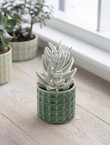 Sorrento Pot 10cm Foliage Green