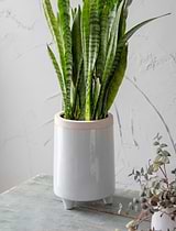 Sherston Tall Pot, 18.5cm - Ceramic