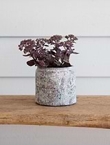 Withington Pot 14cm