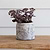Withington Pot 14cm