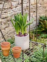 Ashbury Plant Stand Large