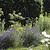 Barrington Obelisk Plant Support 180cm