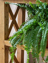 Oxhill Console Table Natural