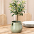 Mills Pot 22cm Rosemary