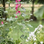 Barrington Spiral Plant Support