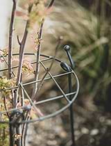 Charlbury Grow Through Plant Support Small