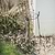Charlbury Grow Through Plant Support Small