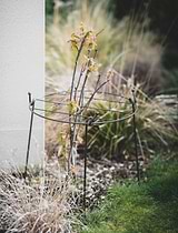Charlbury Grow Through Plant Support Large