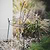 Charlbury Grow Through Plant Support Large