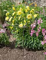 Charlbury Grow Through Plant Support Large