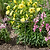Charlbury Grow Through Plant Support Large