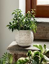 Winkleigh Pot 18cm White
