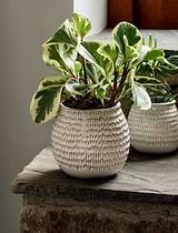 Winkleigh Pot 14.5cm White