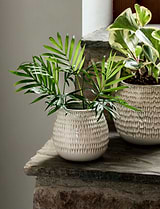 Winkleigh Pot 12cm White