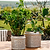 Eva Planter Stoneware Oatmeal H15x21cm Set of 2