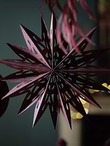 Maddox Cutout Christmas Star Berry
