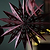 Maddox Cutout Christmas Star Berry