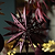 Maddox Cutout Christmas Star Berry