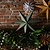 Maddox Christmas Star Large Rosemary