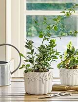 Cetara Pot 15cm White