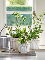 Cetara Pot 13cm White