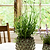 Wilcot Pot Large 15cm Green