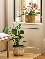 Hayward Fluted Pot Seagrass Rosemary