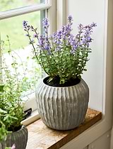 Cassington Linear Pot 24cm Grey