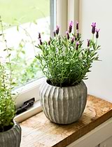 Cassington Linear Pot 18cm Grey