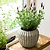 Cassington Linear Pot 18cm Grey