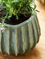 Osmington Pot 18cm Rosemary