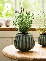 Osmington Pot 18cm Rosemary