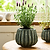 Osmington Pot 18cm Rosemary