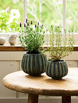 Osmington Pot 18cm Rosemary