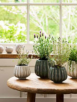 Osmington Pot 18cm Rosemary