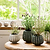 Osmington Pot 18cm Rosemary