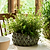 Wilcot Bowl 19cm Green