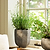Lidstone Scallop Plant Pot 21.5cm Round Grey