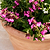 Newnham Planter 61 cm