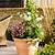 Newnham Planter 61 cm