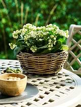 Kingscote Rattan Plant Bowl 30cm Grey